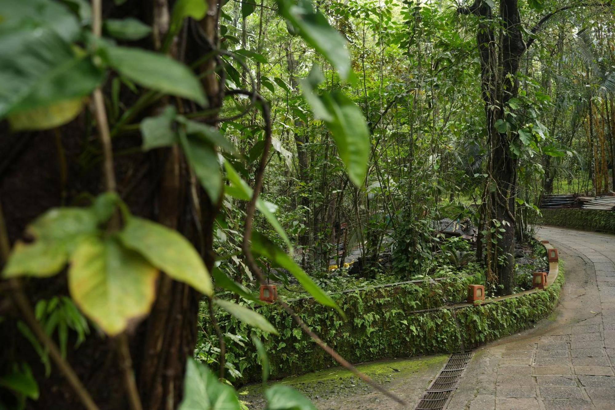 Wayanad Silverwoods Forest Resort & Spa Padinjarathara Extérieur photo